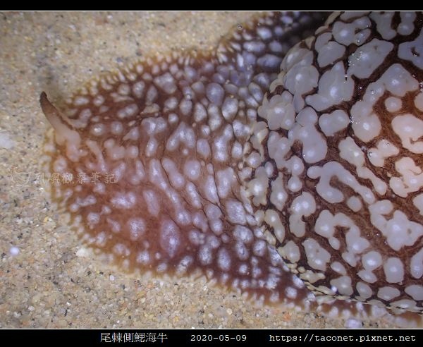 尾棘側鰓海牛 Pleurobranchaea brockii _5.jpg