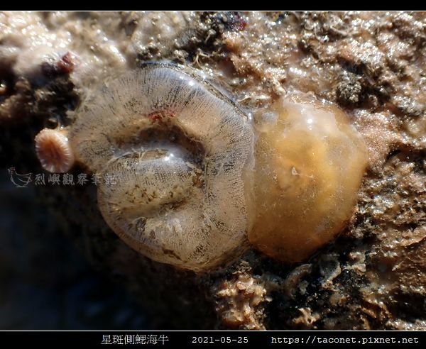 星斑側鰓海牛 Berthella stellata_06.jpg