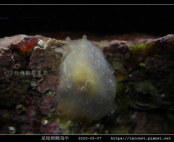 星斑側鰓海牛 Berthella stellata_05.jpg