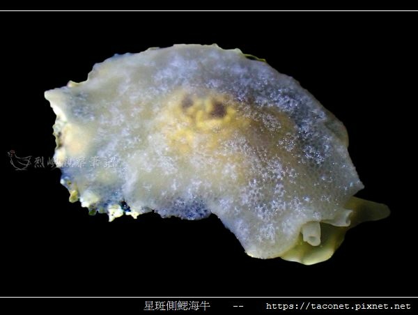 星斑側鰓海牛 Berthella stellata_01.jpg