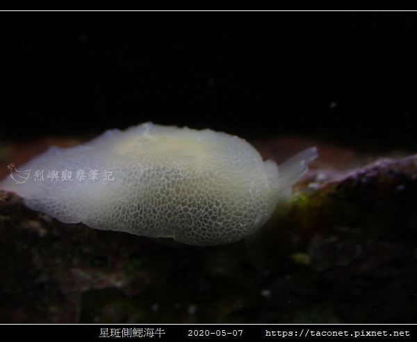 星斑側鰓海牛 Berthella stellata_04.jpg