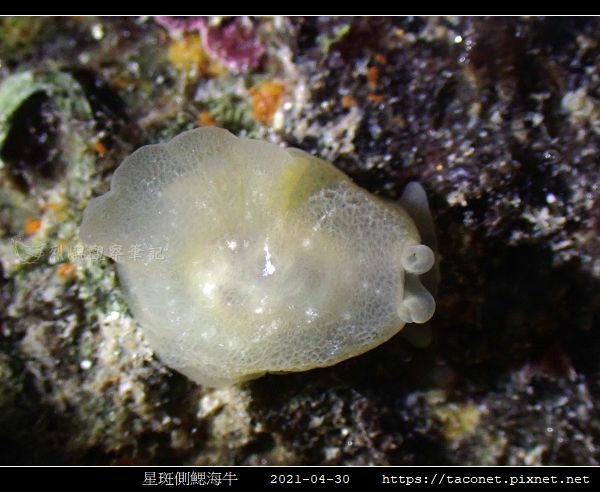 星斑側鰓海牛 Berthella stellata_02.jpg