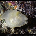 星斑側鰓海牛 Berthella stellata_02.jpg