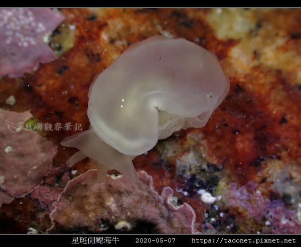 星斑側鰓海牛 Berthella stellata_03.jpg