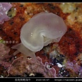 星斑側鰓海牛 Berthella stellata_03.jpg