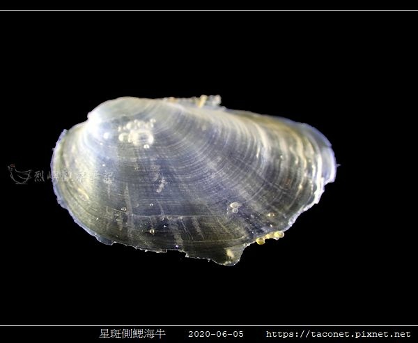 星斑側鰓海牛 Berthella stellata_11.jpg