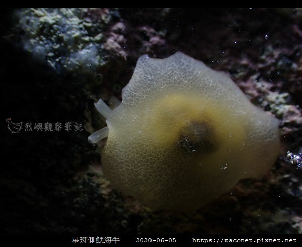 星斑側鰓海牛 Berthella stellata_10.jpg