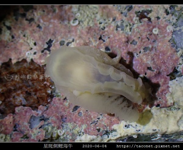 星斑側鰓海牛 Berthella stellata_07.jpg