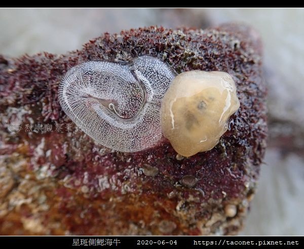 星斑側鰓海牛 Berthella stellata_09.jpg