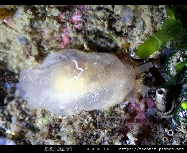 星斑側鰓海牛 Berthella stellata_12.jpg