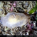 星斑側鰓海牛 Berthella stellata_12.jpg