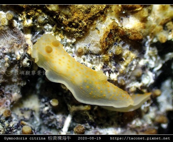 Gymnodoris citrina 桔黃裸海牛_04.jpg