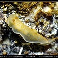 Gymnodoris citrina 桔黃裸海牛_04.jpg