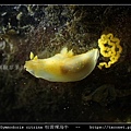 Gymnodoris citrina 桔黃裸海牛_01.jpg