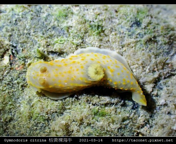 Gymnodoris citrina 桔黃裸海牛_05.jpg