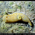 Gymnodoris citrina 桔黃裸海牛_05.jpg