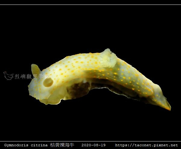 Gymnodoris citrina 桔黃裸海牛_02.jpg