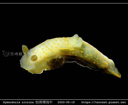 Gymnodoris citrina 桔黃裸海牛_02.jpg Gymnodoris citrina 桔黃裸海牛_02.jpg