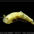 Gymnodoris citrina 桔黃裸海牛_02.jpg