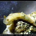 Gymnodoris citrina 桔黃裸海牛_03.jpg