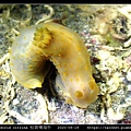 Gymnodoris citrina 桔黃裸海牛_06.jpg