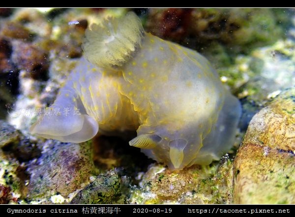 Gymnodoris citrina 桔黃裸海牛_07.jpg