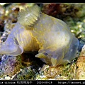 Gymnodoris citrina 桔黃裸海牛_07.jpg