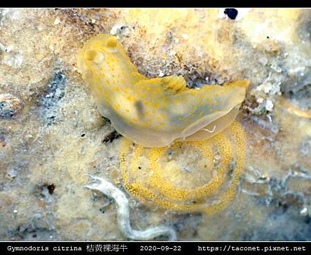 Gymnodoris citrina 桔黃裸海牛_10.jpg