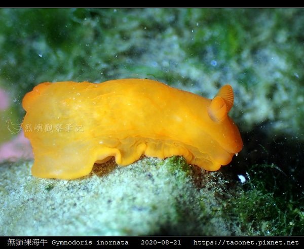 無飾裸海牛 Gymnodoris inornata_03.jpg