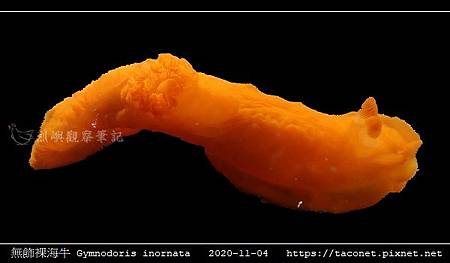 無飾裸海牛 Gymnodoris inornata_01.jpg