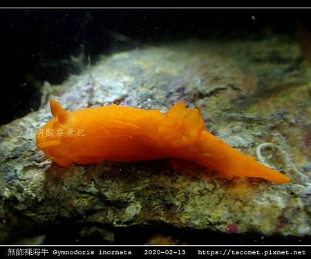 無飾裸海牛 Gymnodoris inornata_05.jpg