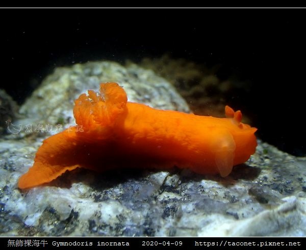 無飾裸海牛 Gymnodoris inornata_06.jpg