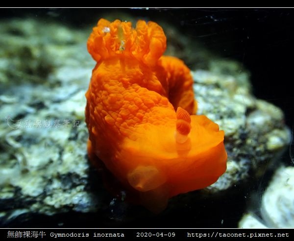 無飾裸海牛 Gymnodoris inornata_07.jpg