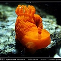 無飾裸海牛 Gymnodoris inornata_07.jpg