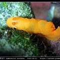 無飾裸海牛 Gymnodoris inornata_02.jpg