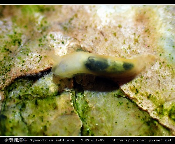 金黃裸海牛 Gymnodoris subflava_06.jpg