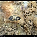 金黃裸海牛 Gymnodoris subflava_03.jpg