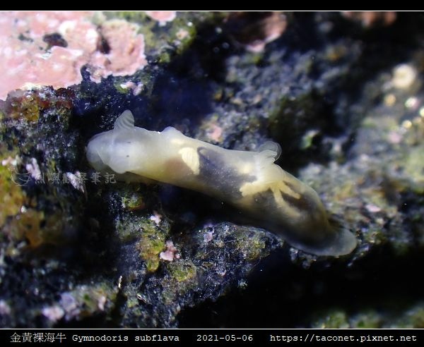 金黃裸海牛 Gymnodoris subflava_07.jpg