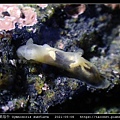 金黃裸海牛 Gymnodoris subflava_07.jpg