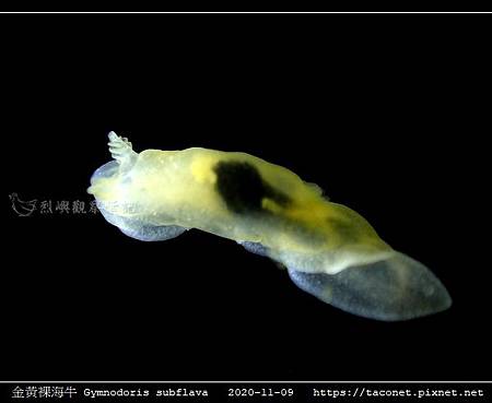 金黃裸海牛 Gymnodoris subflava_05.jpg