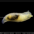 金黃裸海牛 Gymnodoris subflava_09.jpg