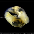 金黃裸海牛 Gymnodoris subflava_13.jpg