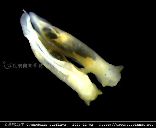 金黃裸海牛 Gymnodoris subflava_12.jpg