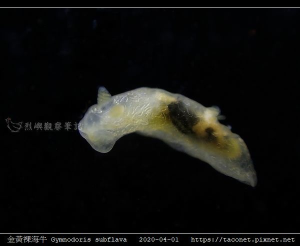 金黃裸海牛 Gymnodoris subflava_10.jpg
