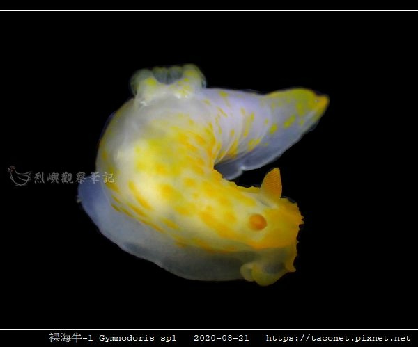 裸海牛未知種-1 Gymnodoris sp1-_06.jpg