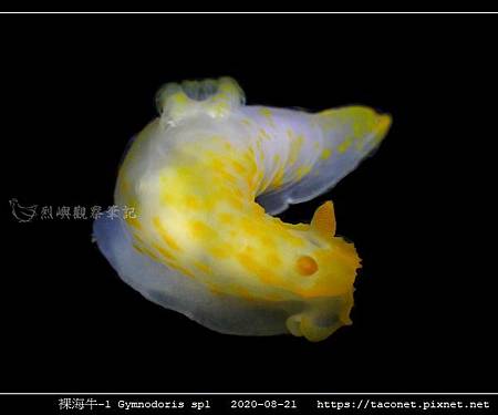 裸海牛未知種-1 Gymnodoris sp1-_06.jpg