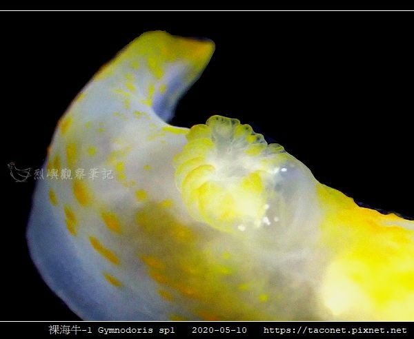 裸海牛未知種-1 Gymnodoris sp1-_07.jpg