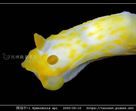 裸海牛未知種-1 Gymnodoris sp1-_04.jpg