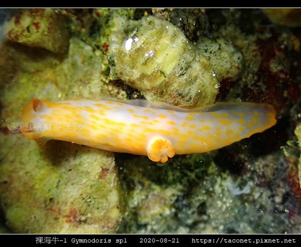 裸海牛未知種-1 Gymnodoris sp1-_08.jpg