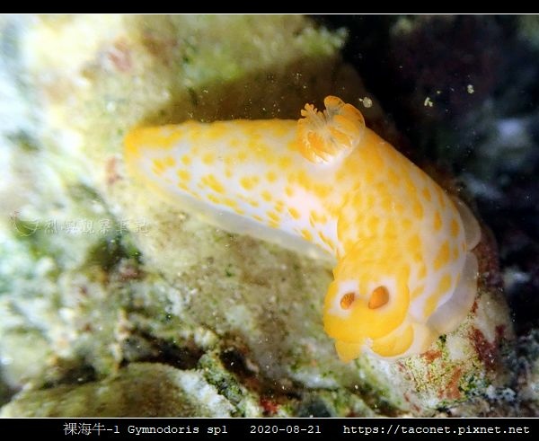 裸海牛未知種-1 Gymnodoris sp1-_09.jpg